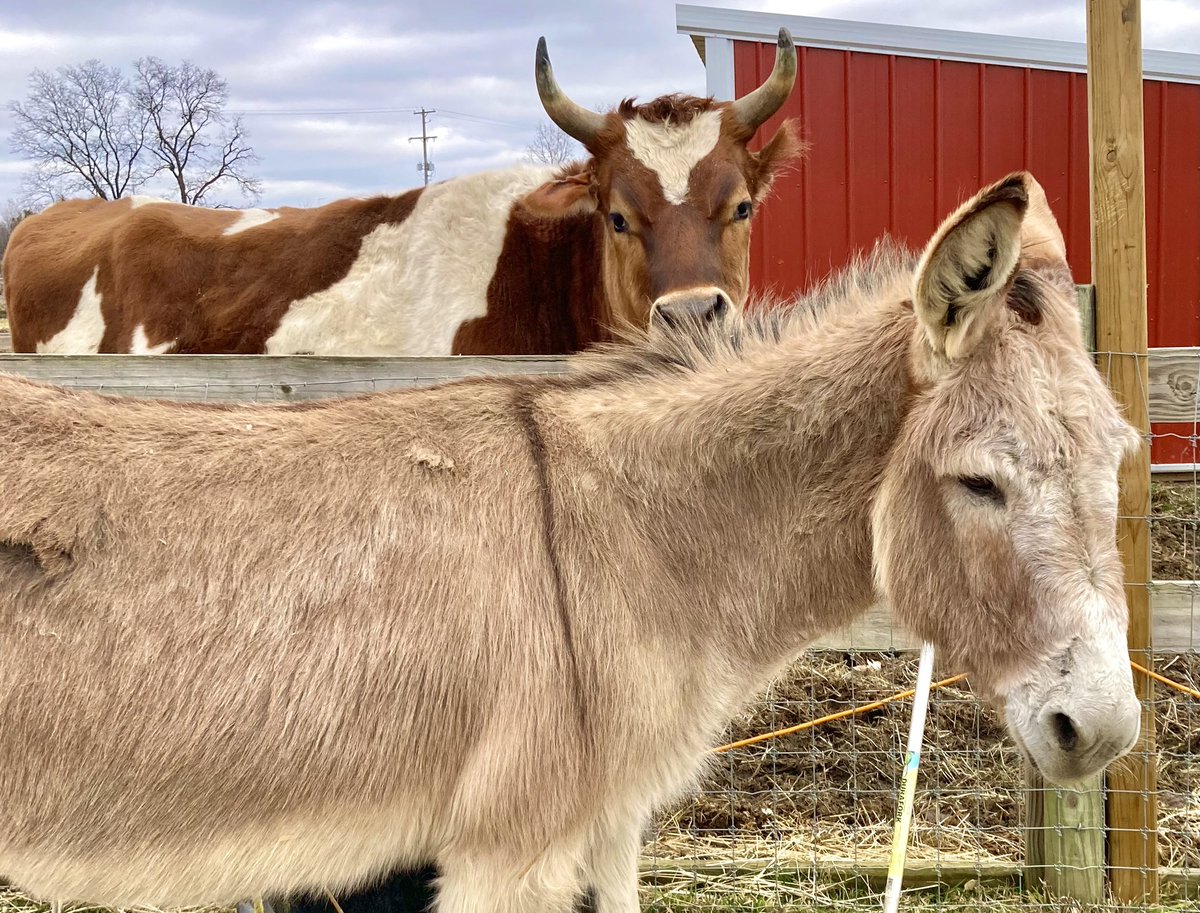 Only 2 days left to Share Your Love before #ValentinesDay! 🌹 With just a $25 donation, you’ll support Barn residents like Hopper and Siggie while sending a sweet digital #valentine to your special someone. Donate and schedule your valentine here: buff.ly/3SVLH1a