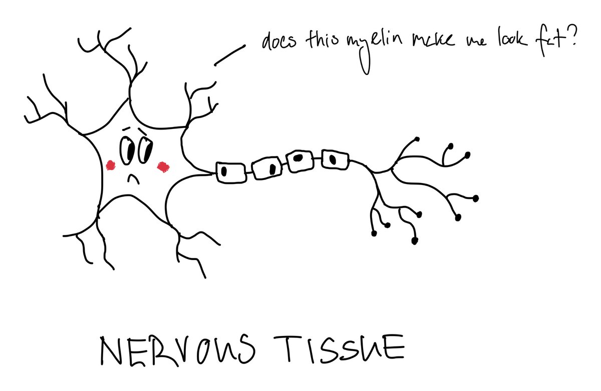 nervous tissue
