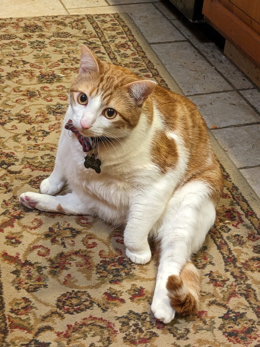 NOA_KB's tweet photo. #fuwamocallipets this is Oscar, my 20lb child. He's from Texas , everything is truly bigger down there! https://t.co/WdENrji11o