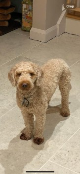 millypod1's tweet photo. CHESTER HOME SAFE. THANKS FOR RT's πππΎ
π9 FEB 2024 #Lost CHESTER #ScanMe
Red/Ginger Cockerpoo Male
#FiveArches #Sidcup Greater London #DA14 https://t.co/xEdTNA6FrD https://t.co/6eTylyQYVS