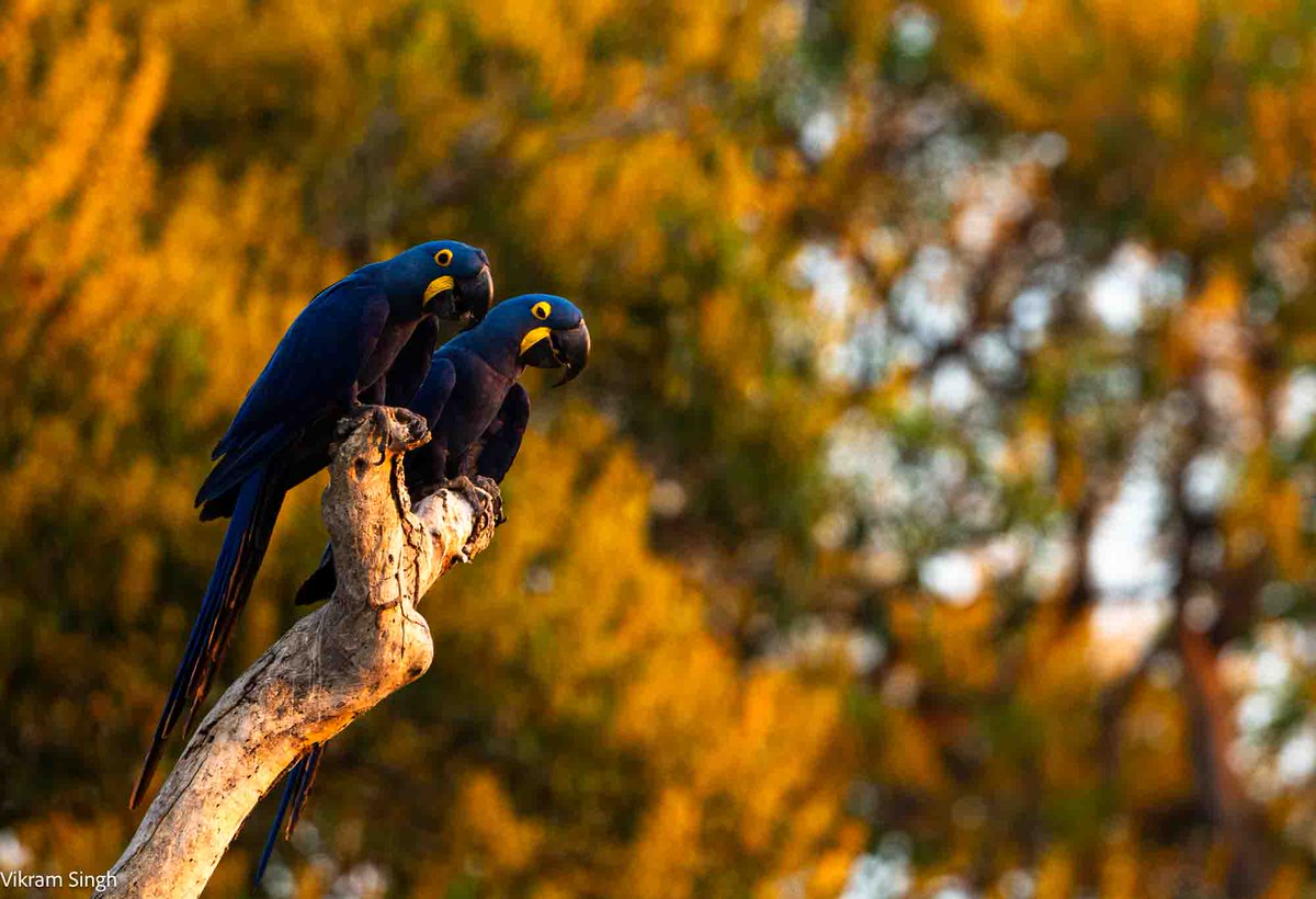 North Pantanal. #pantanal #birds . .