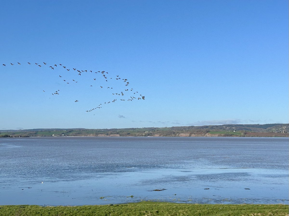 ⁦Whitefronts over flooded Dumbles at high tide this morning. Fabulous Catch the tide event ⁦@slimbridge_wild⁩. Waders and geese put on a great show. Another chance Tuesday if you missed it.