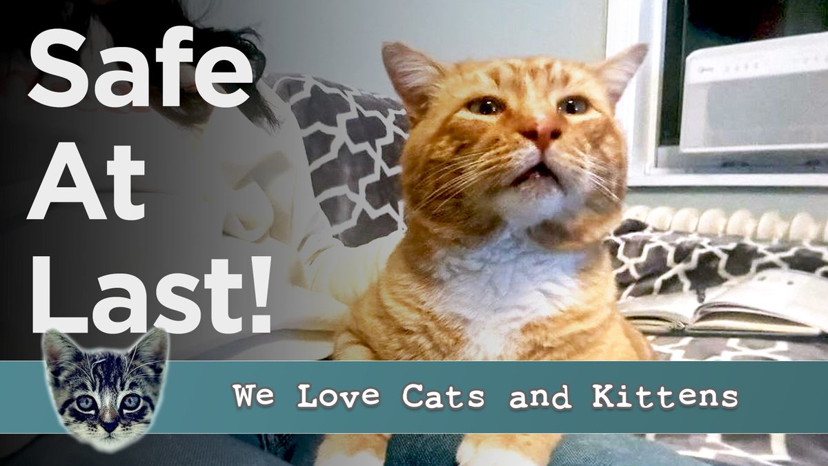 This poor cat was LEFT outside in the cold 💔

His rescue will warm your heart!

Watch Finnegan's amazing story 👇👇👇

youtu.be/M-rLpZT42FI

#catrescue #AdoptDontShop #NYCcats #catlover #catsofinstagram #rescuecat