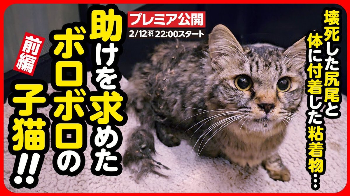 MeowMoeDotCom's tweet photo. 【#野良猫 保護】壊死した ...
https://t.co/w2AFDuZ2dJ
#にこねこ #ネコ #子猫保護 #子猫保護 #Cat #Neko #ProtectedCat #ねこ #保護猫 #子猫 #捨て猫 # https://t.co/EtaeNcan52