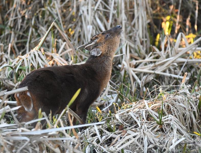 FriendsOfCassioburyP (@cassioburyfocp) on Twitter photo A cute little muntjac in the afternoon sun 🌼
<a href="/HMWTBadger/">Herts & Middlesex Wildlife Trust</a>
<a href="/WildlifeTrusts/">The Wildlife Trusts</a>
#muntjac #Cassiobury #CassioburyPark #wildlife #wildlifetrust #nature #NaturePhotography #spring A cute little muntjac in the afternoon sun 🌼
<a href="/HMWTBadger/">Herts & Middlesex Wildlife Trust</a>
<a href="/WildlifeTrusts/">The Wildlife Trusts</a>
#muntjac #Cassiobury #CassioburyPark #wildlife #wildlifetrust #nature #NaturePhotography #spring