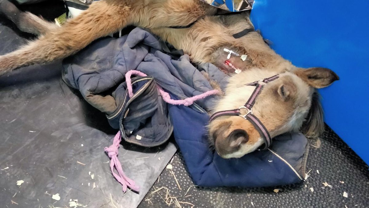 #Oise La pouliche retrouvée malade à #Hanvoile est décédée d’un virus rare courrier-picard.fr/id493208/artic…