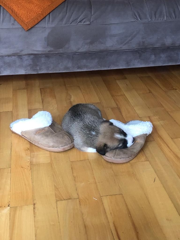 whispaws_rescue's tweet photo. Somebody has settled in nicely 😂 

#Rescue #RescueDog #DogRescueSerbia #AnimalRescue #AnimalRescueSerbia #AnimalsInNeed #AdoptDontShop #AdoptAnimals #RescueDogUK #RescueDogsUK #RescueDogsOfInstagram #RescuePup #ILoveMyRescueDog #MyFavoriteBreedIsRescued #RescueIsMyFavouriteBreed https://t.co/xnaIUgHf4i