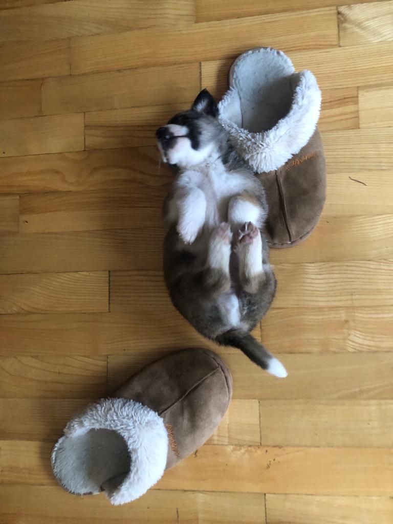 whispaws_rescue's tweet photo. Somebody has settled in nicely 😂 

#Rescue #RescueDog #DogRescueSerbia #AnimalRescue #AnimalRescueSerbia #AnimalsInNeed #AdoptDontShop #AdoptAnimals #RescueDogUK #RescueDogsUK #RescueDogsOfInstagram #RescuePup #ILoveMyRescueDog #MyFavoriteBreedIsRescued #RescueIsMyFavouriteBreed https://t.co/xnaIUgHf4i