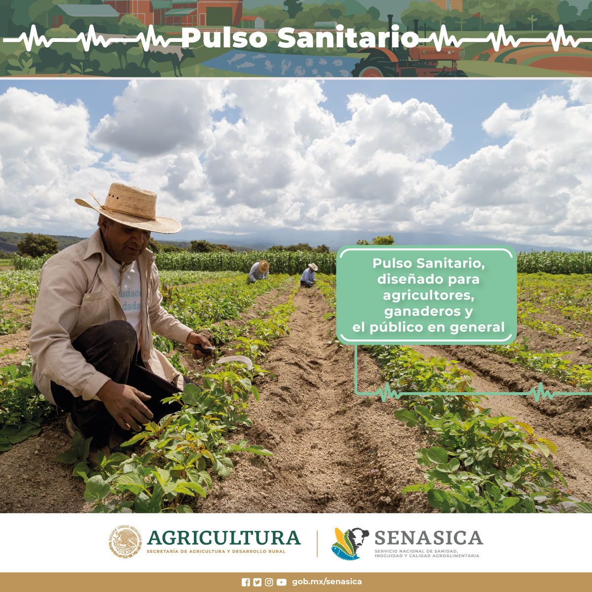 SENASICA's tweet photo. 🦠🚜 ¿Conoces el impacto económico de la fusariosis de las musáceas o la peste porcina africana en el mundo? 🌍💸 Descúbrelo en el Pulso Sanitario del #Senasica. Visita nuestro micrositio para obtener información precisa y oportuna. 📊👉 https://t.co/5ZYW8mlkfi #prevención https://t.co/JczL7qCF8j