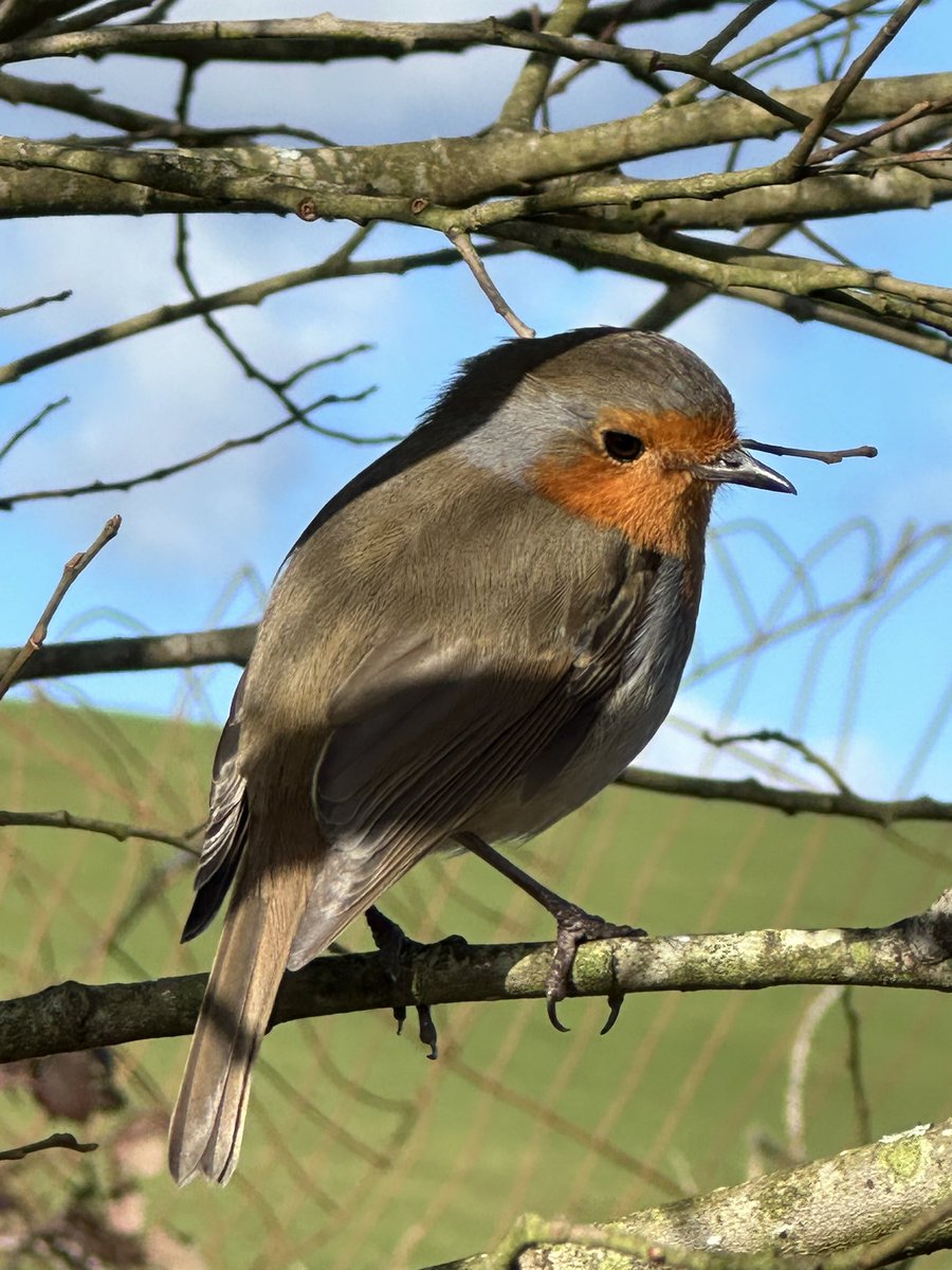 mutley7781's tweet photo. 👀 #Siblyback Lake, near #Liskeard #Cornwall
A #Robin posing in today’s warm 🌞 https://t.co/DTwPn6wEYb