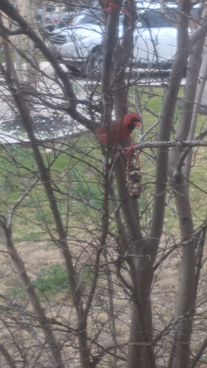 _Maka_Nani's tweet photo. @indian_pitta Cardinal Enjoying a bird feeder ornament. @maka_nani https://t.co/jn657kdAvj