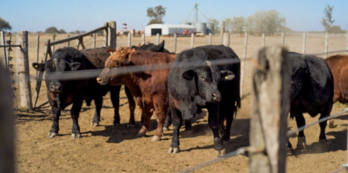 🐂 #BullFertility testing plays a crucial role in assessing reproductive health, impacting breeding efficiency and genetic diversity. Our latest blog explores why it can't be disregarded. Take advantage of this enlightening read!👉 shorturl.at/bxAF3 📈 🐄

#SemenAnalysis