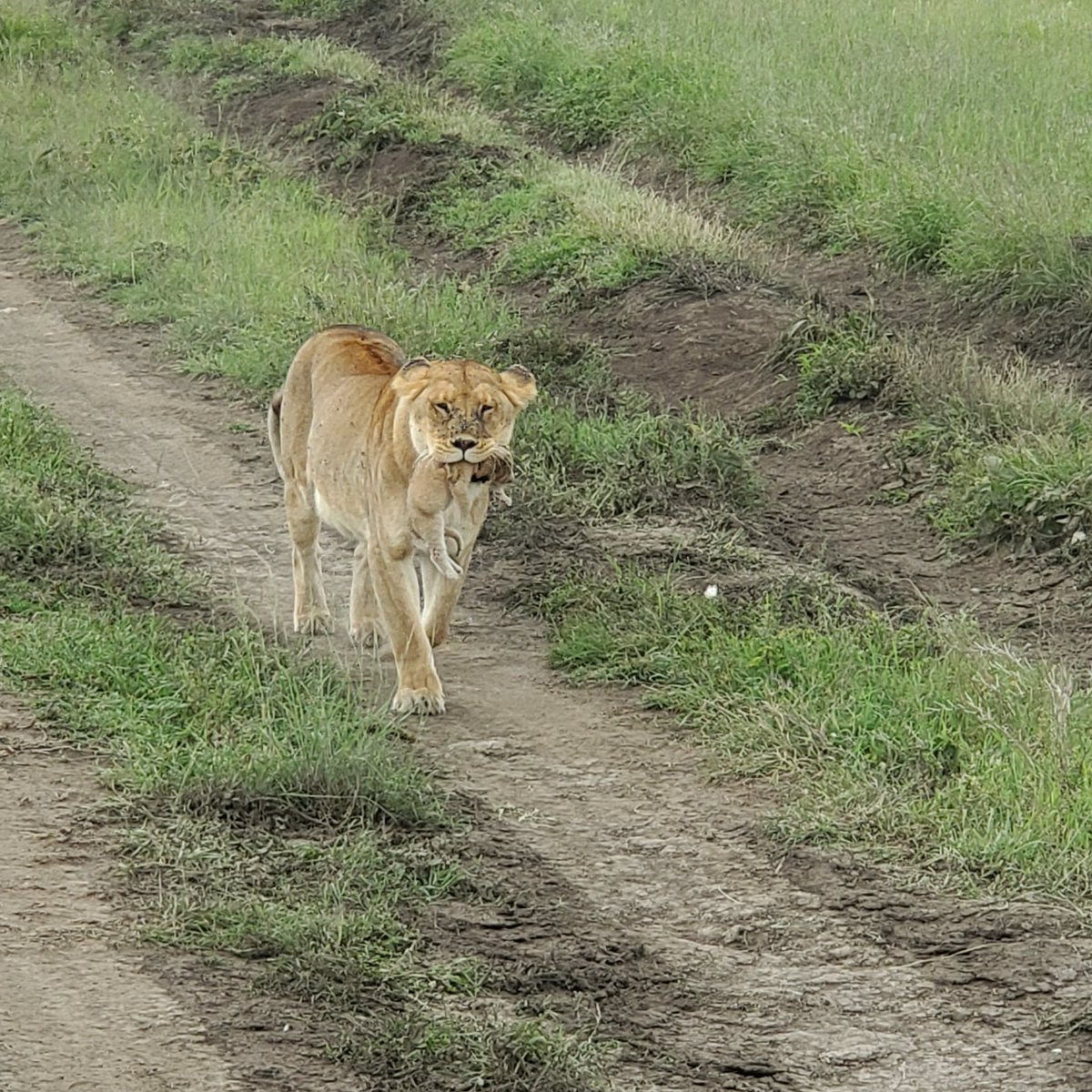 Citizen004's tweet photo. #Serengeti #lionday #yolo #experienceeverything #africa2024 #tanzania24
2/2 https://t.co/nCZ65iuIxv