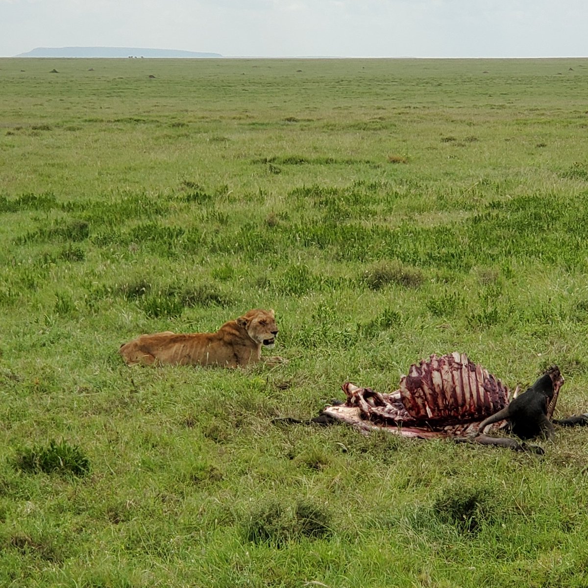 Citizen004's tweet photo. #Serengeti #lionday #yolo #experienceeverything #africa2024 #tanzania24
1/ https://t.co/vngTpEca9m