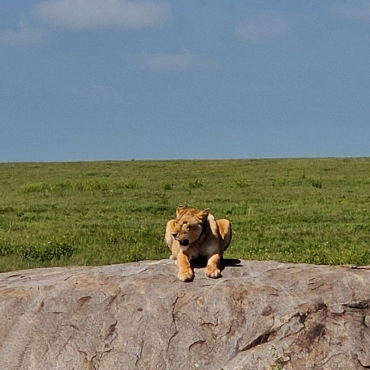 Citizen004's tweet photo. #Serengeti #lionday #yolo #experienceeverything #africa2024 #tanzania24
1/ https://t.co/vngTpEca9m