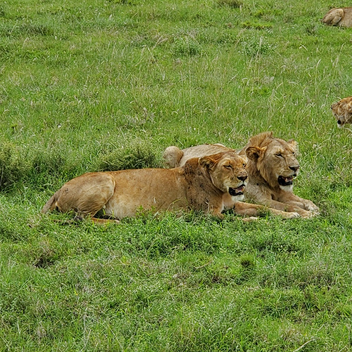 Citizen004's tweet photo. #Serengeti #lionday #yolo #experienceeverything #africa2024 #tanzania24
2/2 https://t.co/nCZ65iuIxv