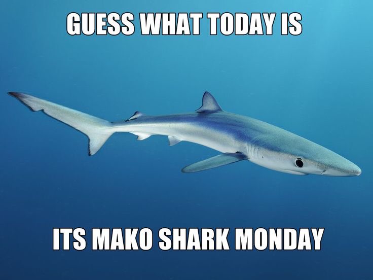 sharkoftheweek's tweet photo. https://t.co/6vIpi7RFB7