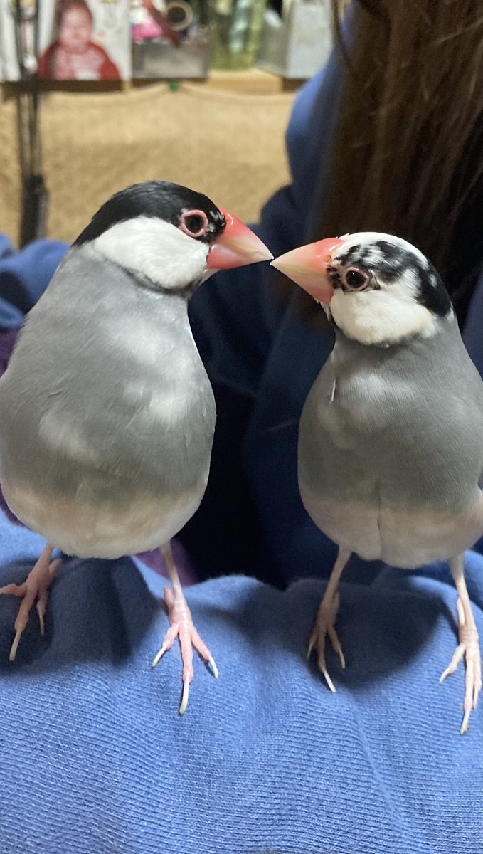 pukupuchan's tweet photo. 可愛い過ぎるツーショット🕊️💕 https://t.co/5r2C4yfpIY