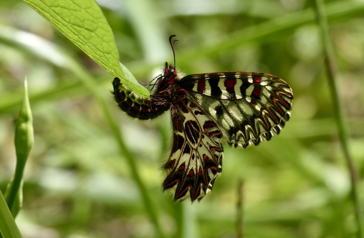 Corfu Butterfly Conservation tweet media