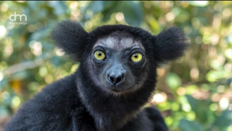 dadamanga's tweet photo. Andasibe is undeniably one of Madagascar's must-visit tourist destinations, renowned for its famous babakotos or indri indri. #Andasibe #Madagascar #Tourism #Babakoto #IndriIndri https://t.co/OQPPlrLiZ5