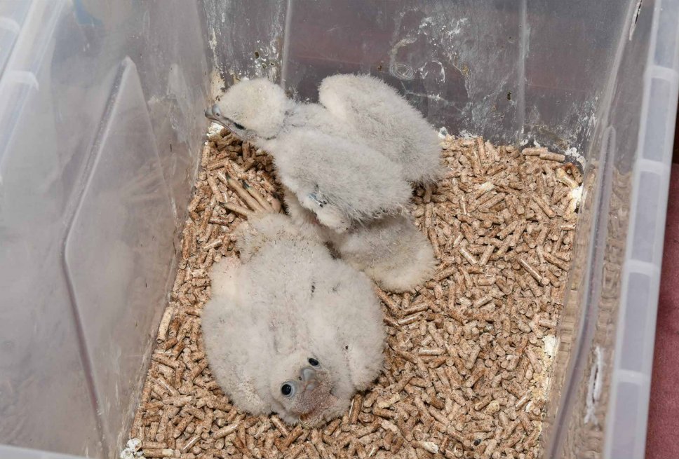 Father and son receive bans for illegally selling peregrine falcon chicks copfs.gov.uk/about-copfs/ne…