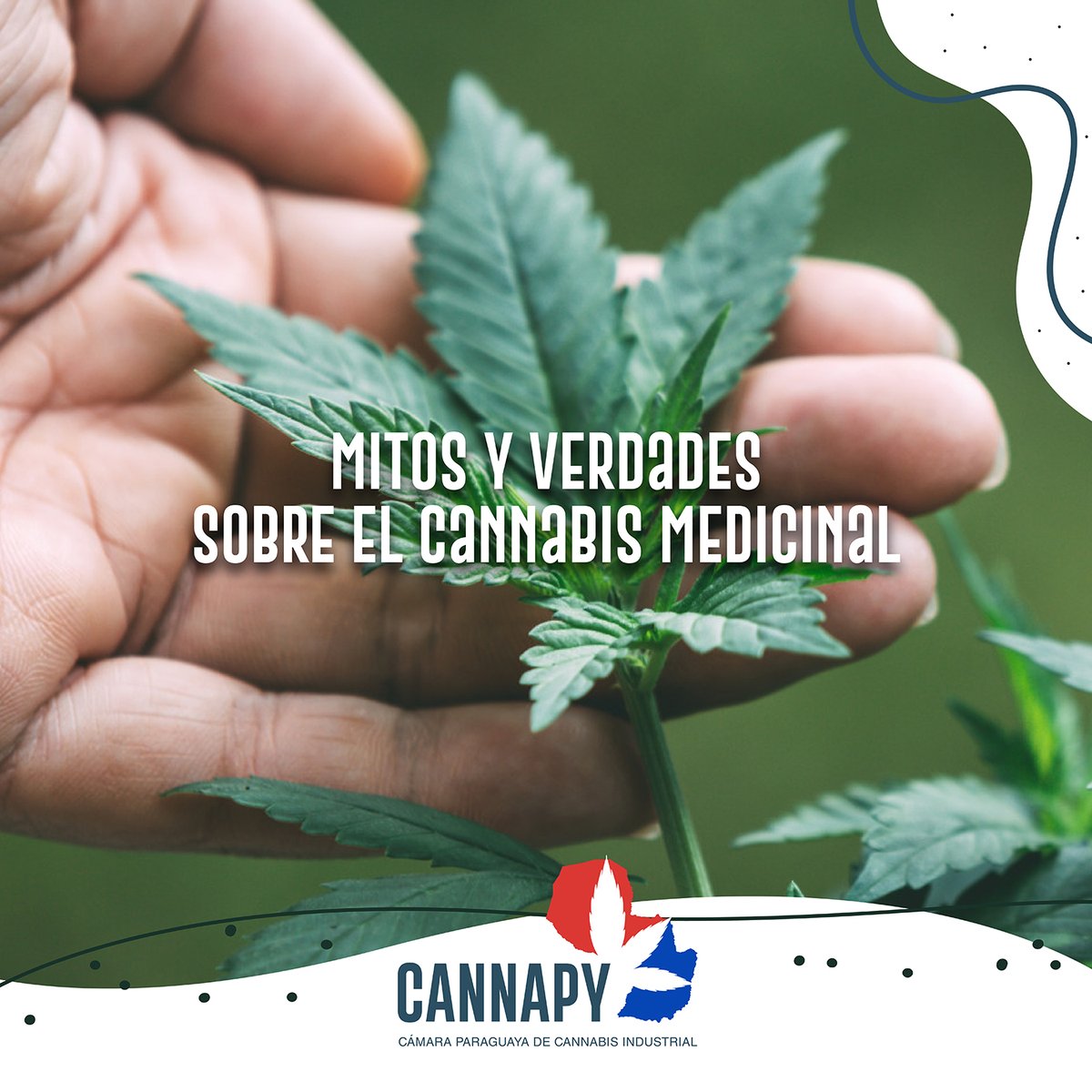 Cannapy_'s tweet photo. A pesar de los avances que se han logrado, el consumo de cannabis con fines terapéuticos es un tema que sigue estando rodeado de cierto estigma social.
Hoy hablamos de mitos y verdades sobre el cannabis medicinal: https://t.co/ULHC1YC89I.
#CannaPy https://t.co/uacjMzXJ6n