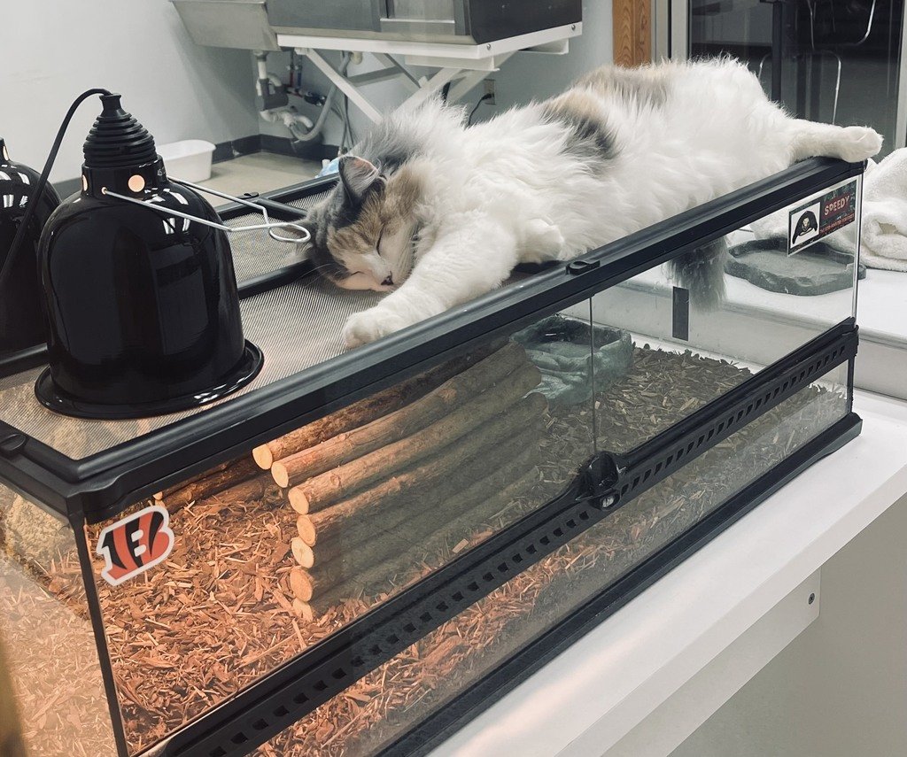 Miriam's Monday Mood!
She has found a new best friend...now whether that's Speedy the tortoise, or his heat lamp we aren't sure just yet.  
Hope your Monday is as relaxed as Miriam's! 
#MiriamsMondayMood #Miriam #CozyCat #SCCexperience #SCCvetscience