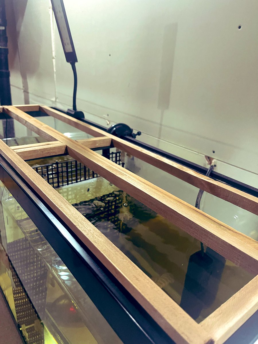 New fish tank lid under construction 🚧

#DIY 
#fish 
#fishtank 
#aquarium 
#project
