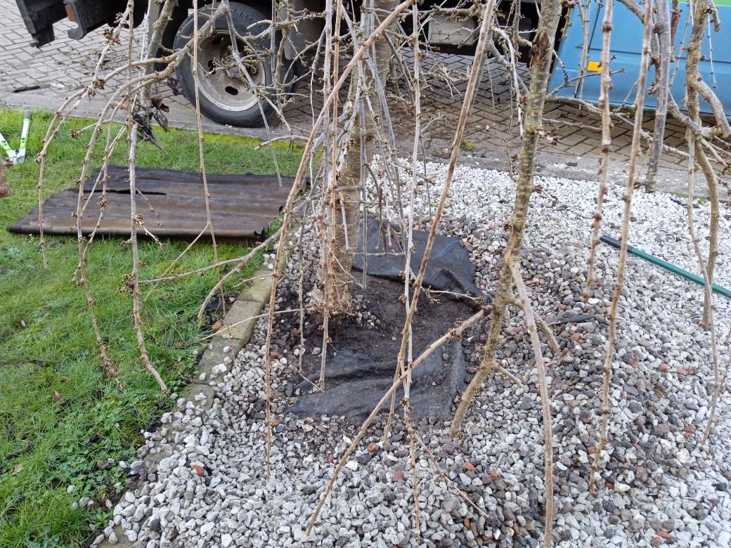 TreeServiceHull tweet picture