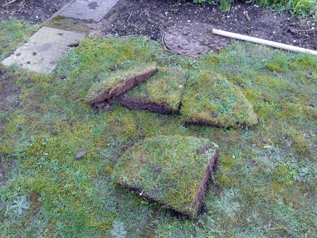 TreeServiceHull tweet picture