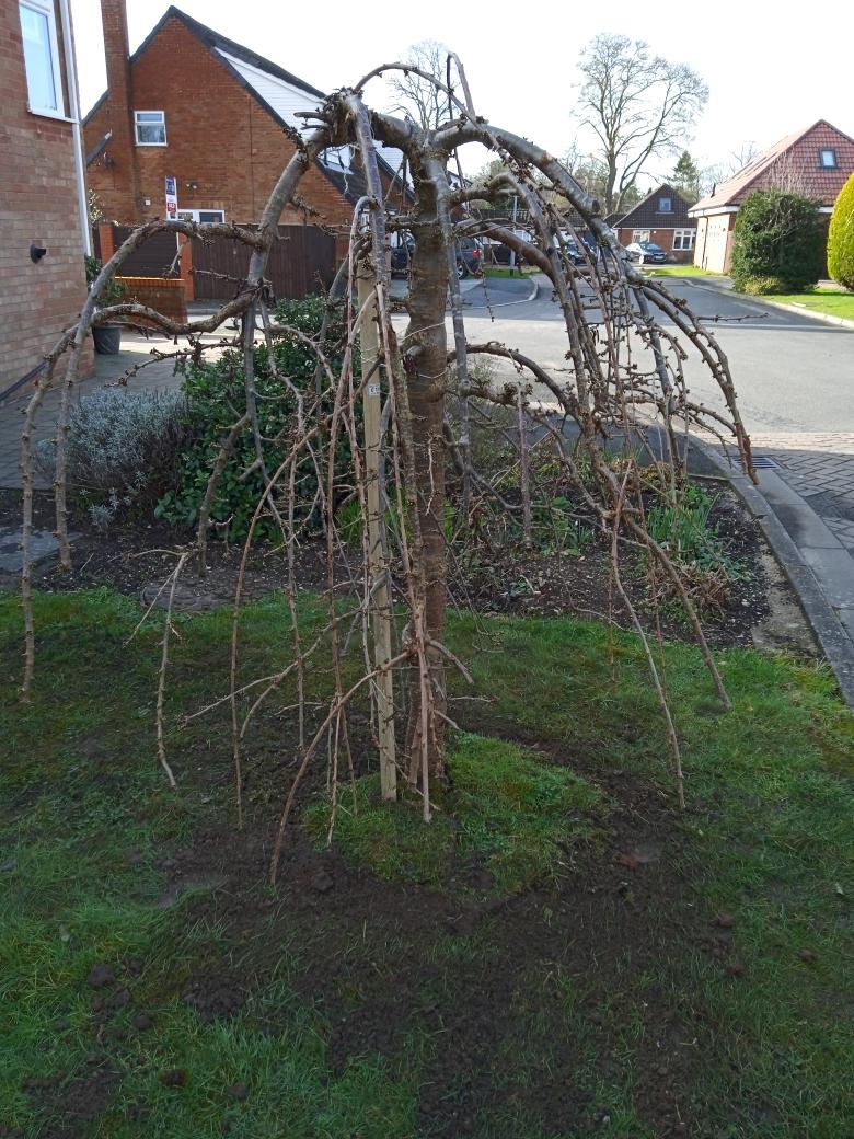 TreeServiceHull tweet picture