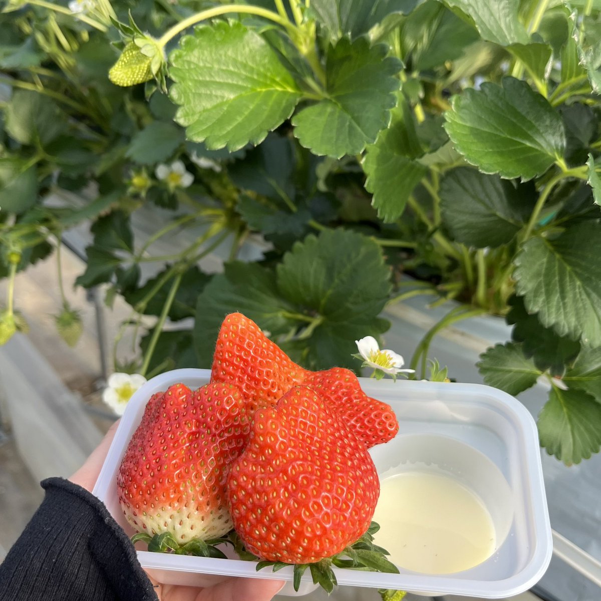 ni_____con's tweet photo. いちご狩りにスノボにケーキ食べ放題してさいこーな連休だったた https://t.co/wVYXyNaHnF
