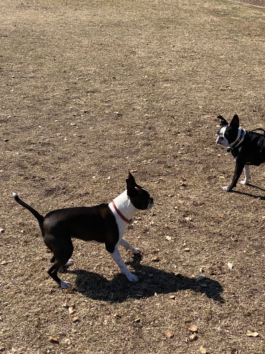 Me meeting my doppelgänger yesterday at the park. Meet “Tom Ford.” 🐾🤍 #dogs #dogsoftwitter #bostonterriers ♥️