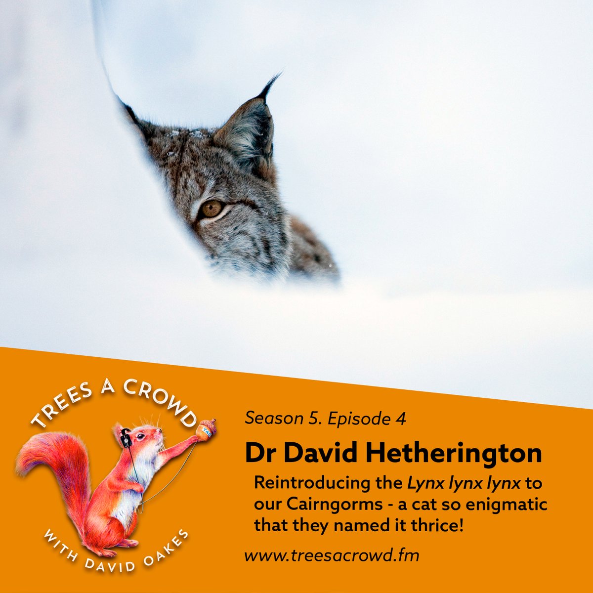 COMING TOMORROW: A fascinating deep dive into the many riddles of the lynx! Essential listening for rewilders, farmers and rewilding farmers alike... (oh, and Hildegard von Bingham enthusiasts!) @KneppWilding @BenGoldsmith @CNPnature
