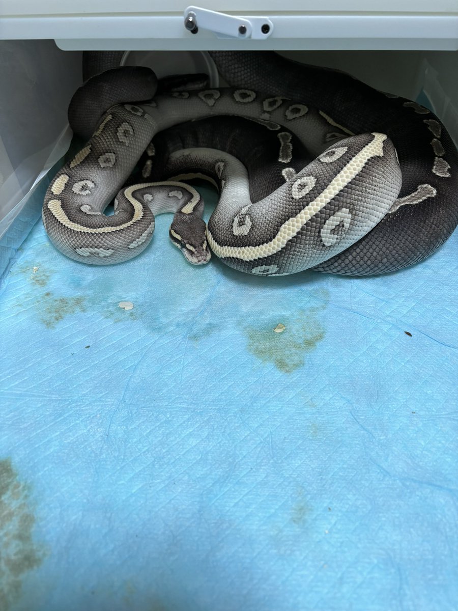 chiko2300416's tweet image. 指切りは確認何回かしてるけど、
なかなか排卵きませんなぁ😑😑
GHIMojaveは今年もダメかなぁ😱