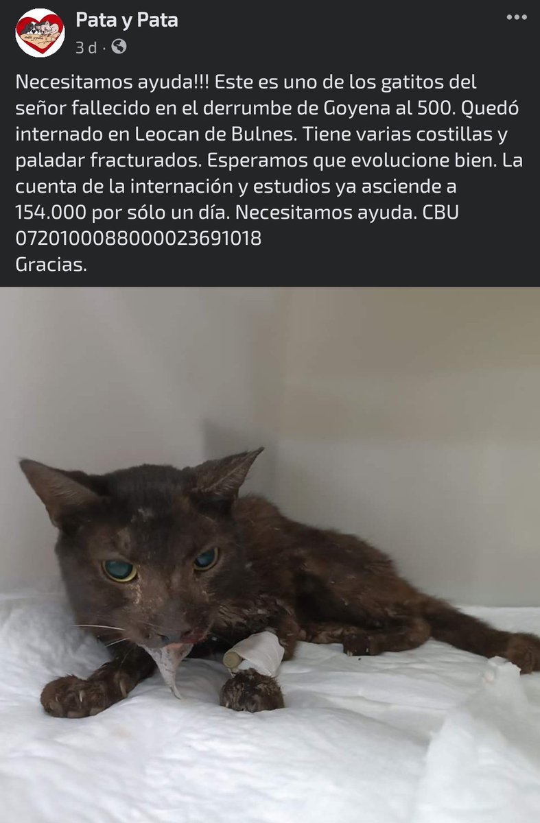 Comparto este otro gatito del derrumbe de Caballito, su dueño fue uno de los fallecidos 🥺🥺💔 
El alias es gato.perro.salchicha por si quieren aportar, toda la demás info está en este perfil de facebook