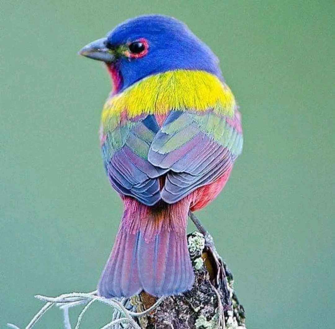 Painted Bunting (Passerina ciris) by Danita Delimont ©️

#birds #birdwatching #nature #photographer