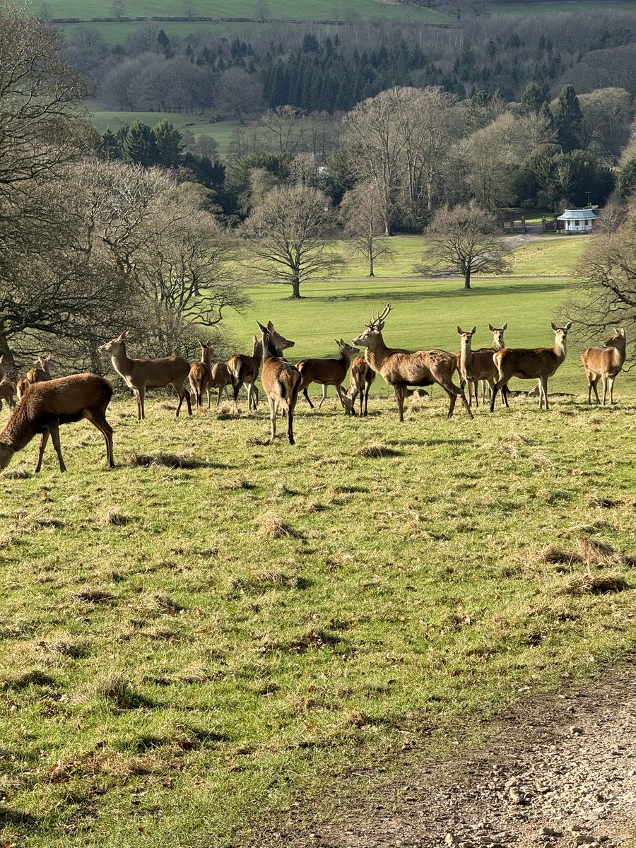 A fabulous morning run through the beautiful @ChatsworthHouse estate