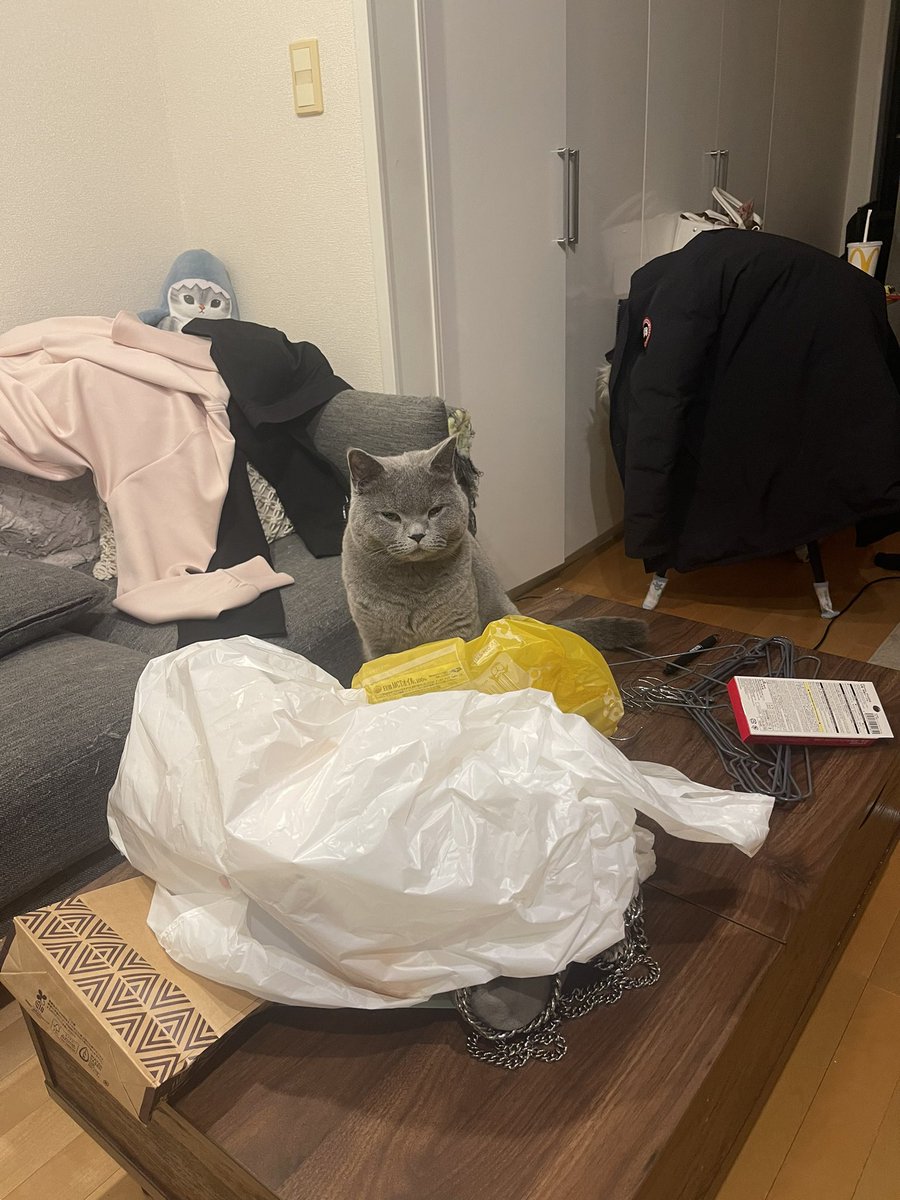 berrypch's tweet photo. またキッチンでごはんたべてる。
今日はミルクスープ
それはそうと猫たちになんで飼い主だけあったかくて美味しいもの食べてんだよおかしいだろと言われた気がしたので、今週末は炊飯器で猫のご飯つくろ。。ぎゃる✌️ https://t.co/P07POawLkR