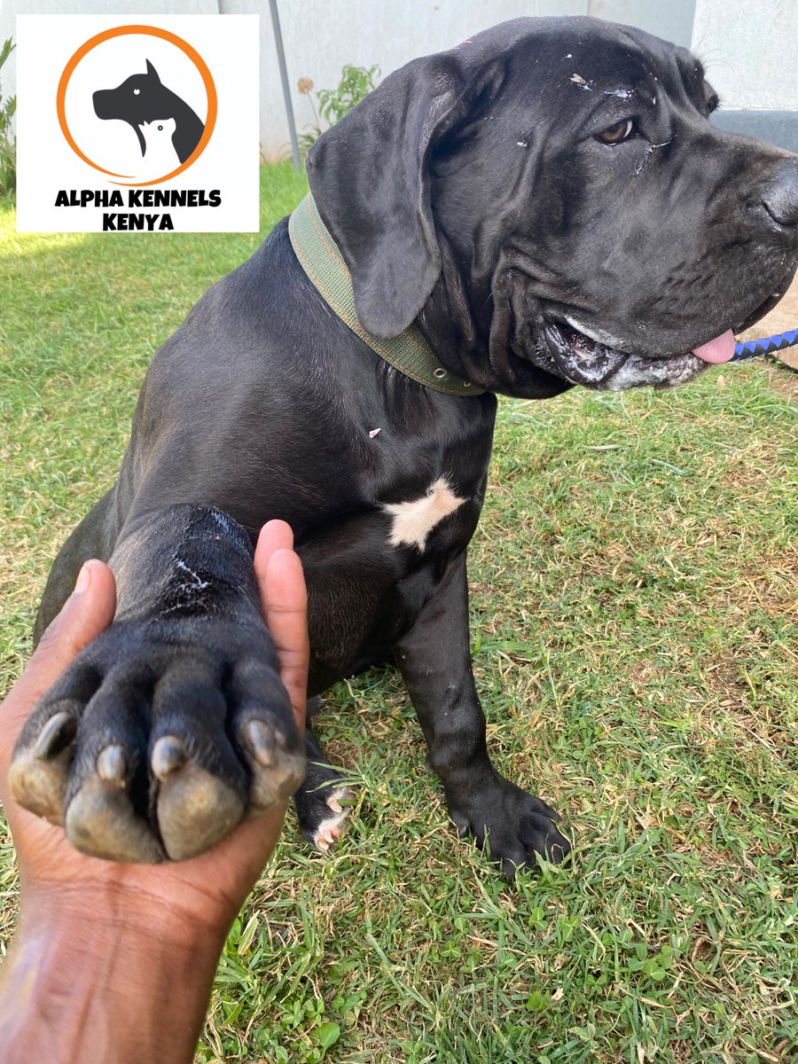 Kwa wale mnajua breeds,hii ni Cane Corso ama Boerbel?

#GurumishaNaKCB 
#EliudKipchoge
#Karen
#MombasaRoad