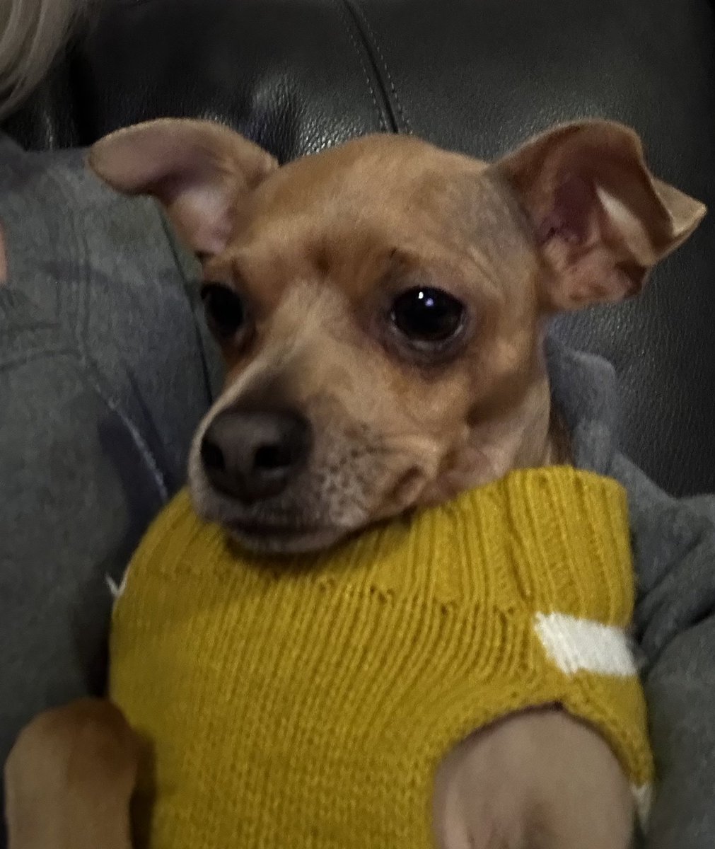 spotspot's tweet image. When you’re riveted to the Super Bowl but you have to stay calm so you don’t accidentally tip over the bowl of popcorn in your lap…. Little Baby KK♥️. #ChiefKingdom #chiefs #chiefsfans #littlebabykk #KevinHart4Real