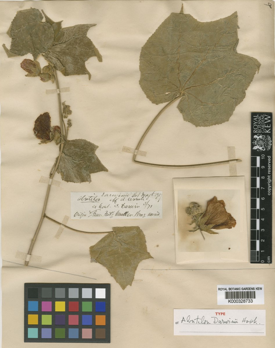 Happy #DarwinDay 2024! To celebrate, here are our favourite digitised specimens from our Herbarium collected by the man himself, and bearing his name! 🧵👇 #KewDigiProject