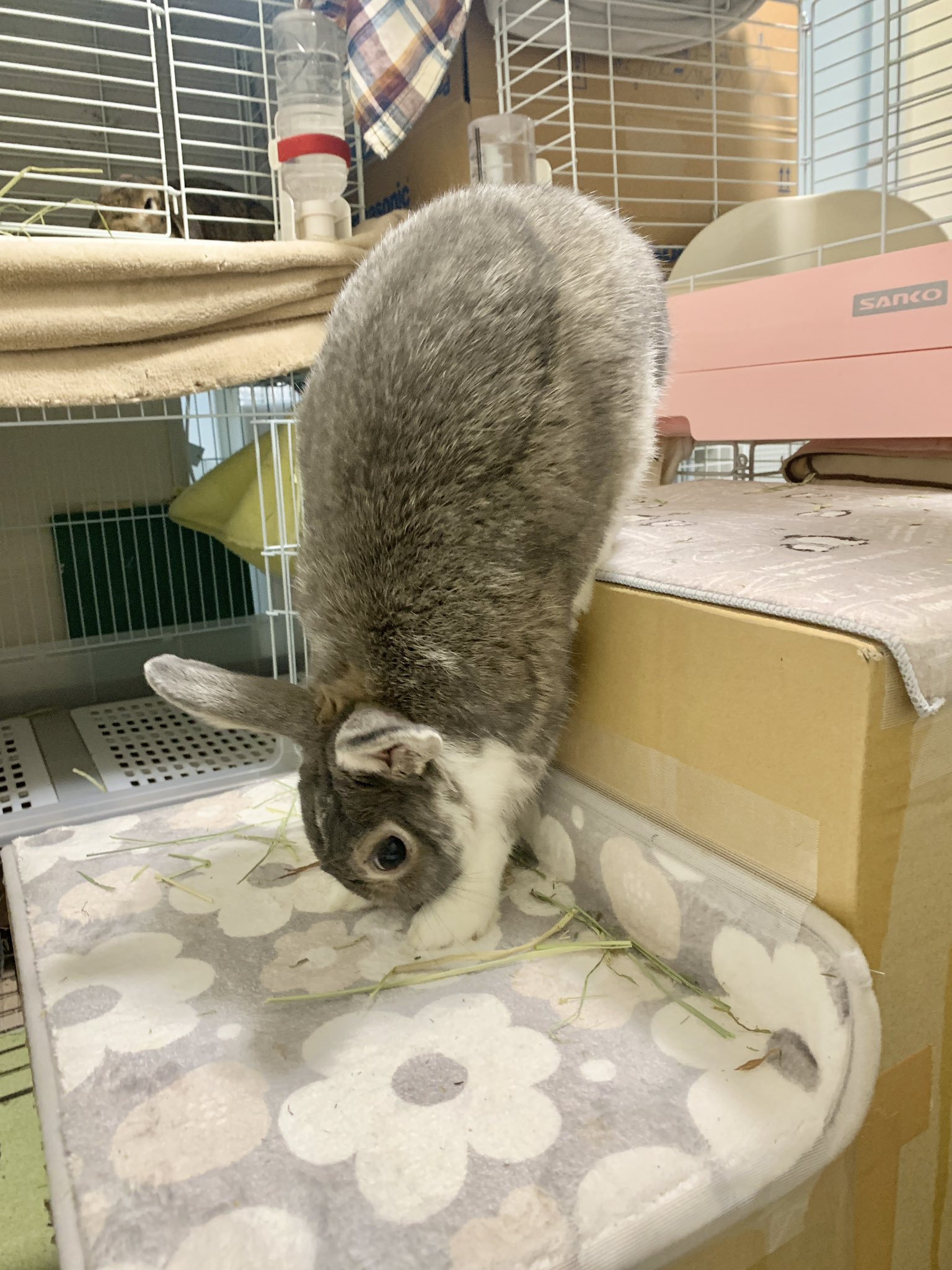 うさちゃん♡プロフ必修・断捨離中！ うさちゃん♡プロフ必修・断捨離中！ ♥︎うさちゃん♥︎ 断捨離中 の