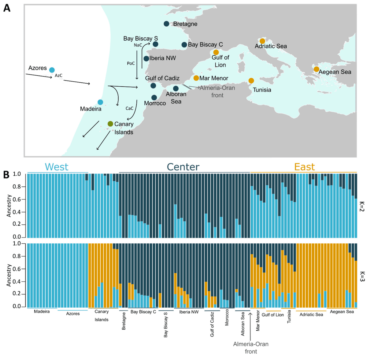 Macroecology's tweet image. 💡Paper alert💡

New paper out in Genes MDPI led by our colleague Associate Professor Rute R. da Fonseca describes the population structure of the European sardine using #genomic data 🐟🧬

Find it here👇
mdpi.com/2073-4425/15/2…
