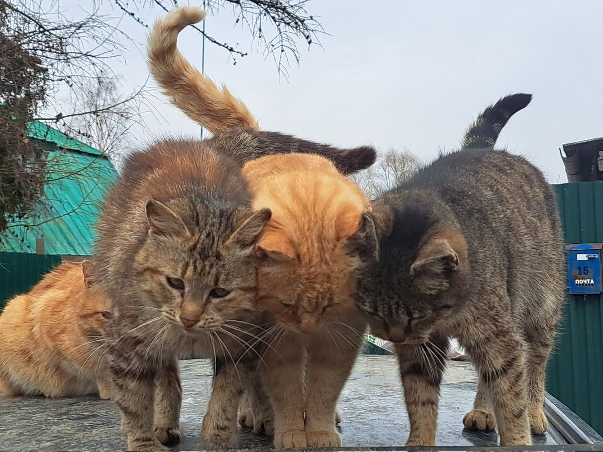 mgk_05's tweet image. На попечении 50+ бывших бездомышей, с уличными подопечными 70+
Лечу, кормлю, стерилизую. Ищу дом или оставляю себе, пристроить в рф трудно
Помочь можно на сбер по ☎️ 89109910264. Спасибо!