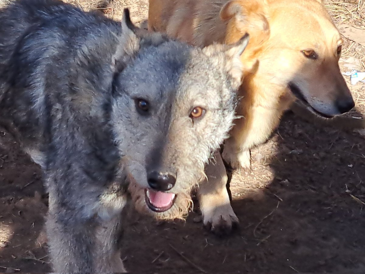 mgk_05's tweet image. На попечении 50+ бывших бездомышей, с уличными подопечными 70+
Лечу, кормлю, стерилизую. Ищу дом или оставляю себе, пристроить в рф трудно
Помочь можно на сбер по ☎️ 89109910264. Спасибо!