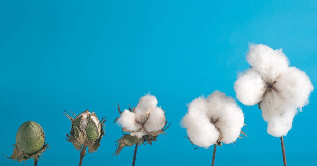 Cotton Incorporated tweet media