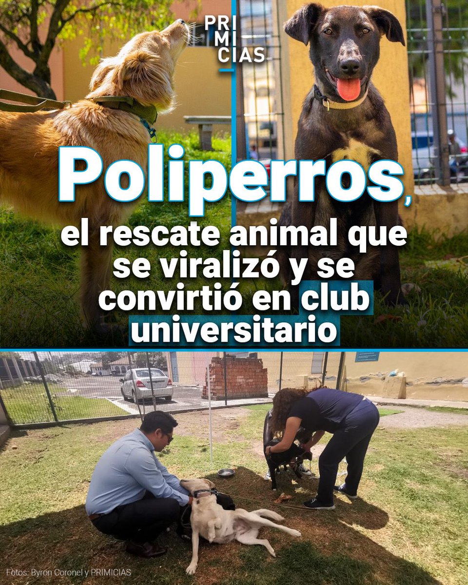 Primicias's tweet photo. El club de bienestar animal de la Escuela Politécnica Nacional trabaja para educar y eliminar los prejuicios sobre los perros abandonados. https://t.co/qfUzKDmY6v https://t.co/1uiRAfr1GQ