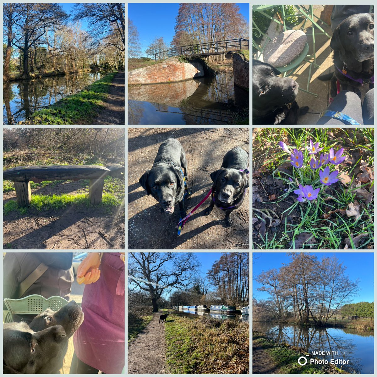 olive_blacklab's tweet photo. Jim & I had the most fabby morning sunny walkies and good dog treats from the kind lady @nesthomeandcafe #Ripley #SurreyUK #WeyNavigation https://t.co/TJTgTPJU69