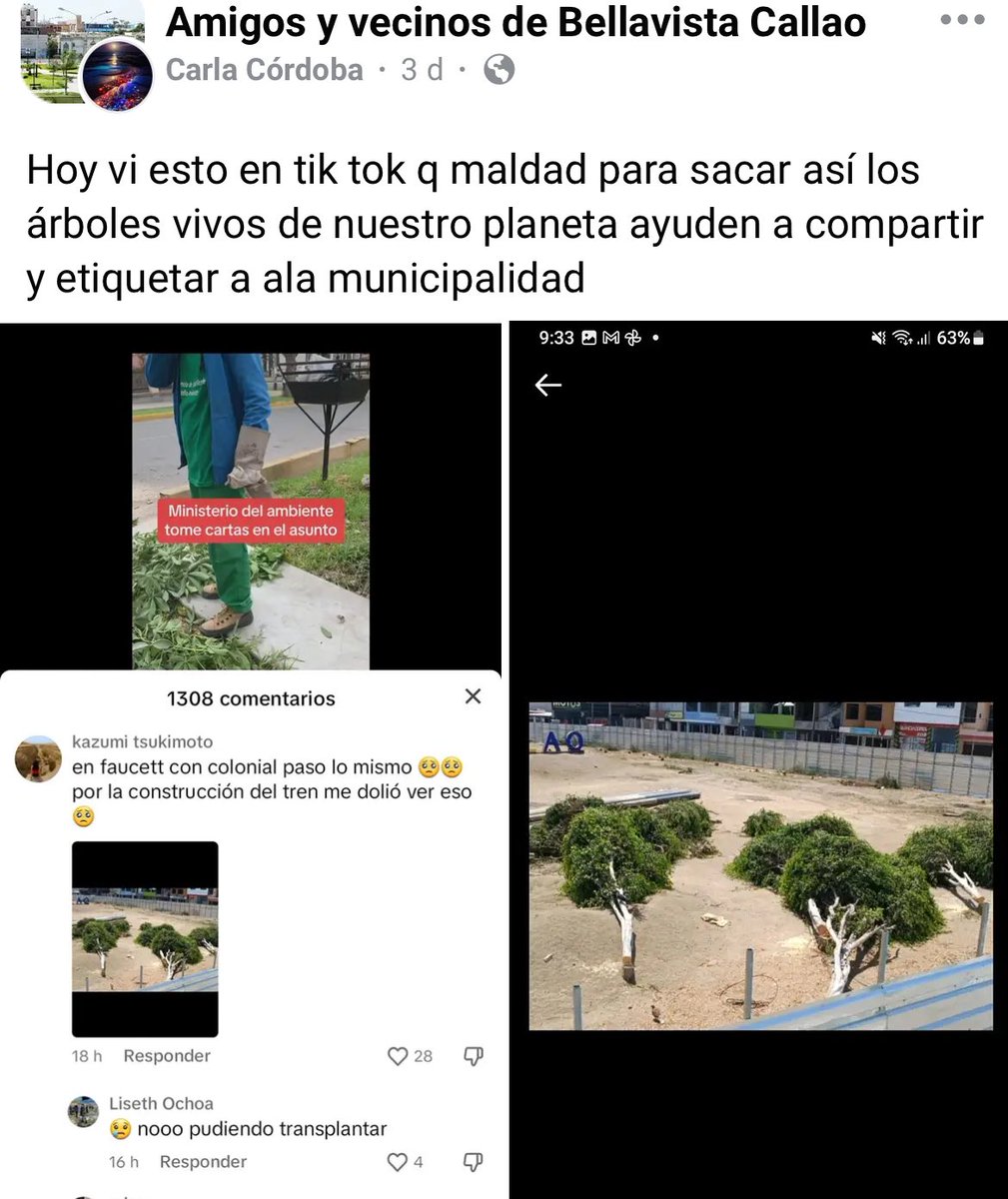 Bryansaidem's tweet photo. Ya vieron el sol que está saliendo? Bueno, les apuesto que no han visto cómo estás talando los árboles en Bellavista. No me digan que esto es obra del @MTC_GobPeru ¿de qué sirve la descentralización si un ministerio puede llegar a hacer lo que quiere? En fin, calentamiento global https://t.co/iAxM9zsSZN